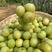柿饼甜橄榄苗，崩砍甜橄榄苗，基地直供货品种其全