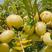 柿饼甜橄榄苗，崩砍甜橄榄苗，基地直供货品种其全