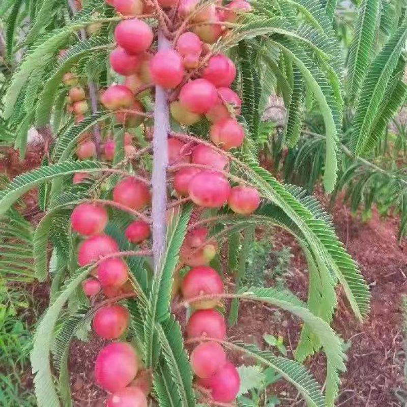 余甘果苗柿饼甜橄榄苗，崩砍甜橄榄苗，基地直供货品种其全