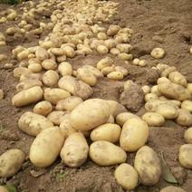 优质土豆，大西洋，中薯荷兰十五大丰大量上市