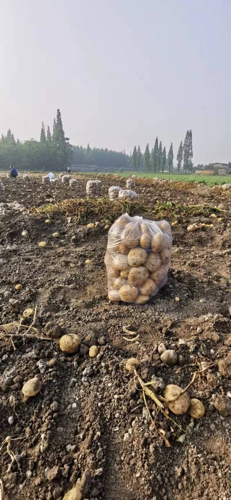 优质土豆，大西洋，中薯荷兰十五大丰大量上市