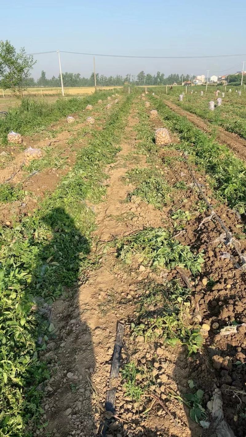 优质土豆，大西洋，中薯荷兰十五大丰大量上市