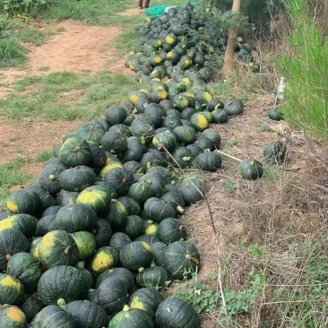 板栗南瓜河北南瓜量大瓜形好甜糯精品商超电商供应欢迎联系