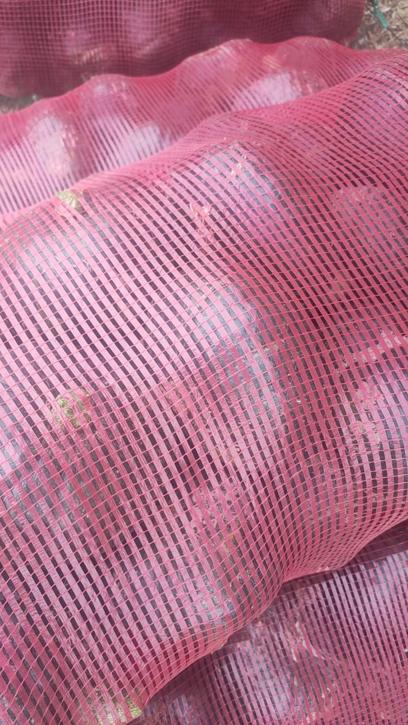 板栗南瓜河北南瓜量大瓜形好甜糯精品商超电商供应欢迎联系