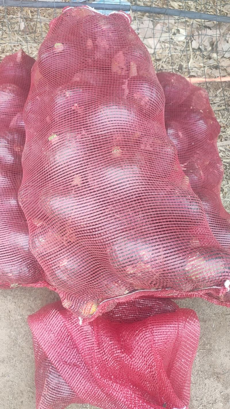 板栗南瓜河北南瓜量大瓜形好甜糯精品商超电商供应欢迎联系