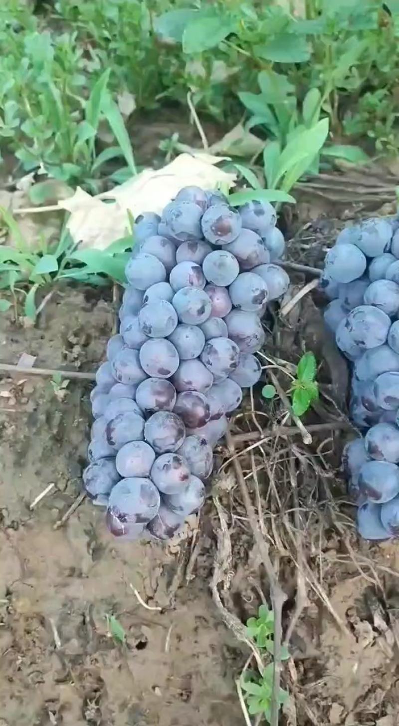 夏黑葡萄种植基地大量现货大颗粒大串甜葡萄