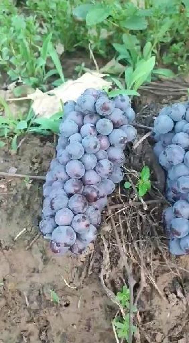 夏黑葡萄种植基地大量现货大颗粒大串甜葡萄