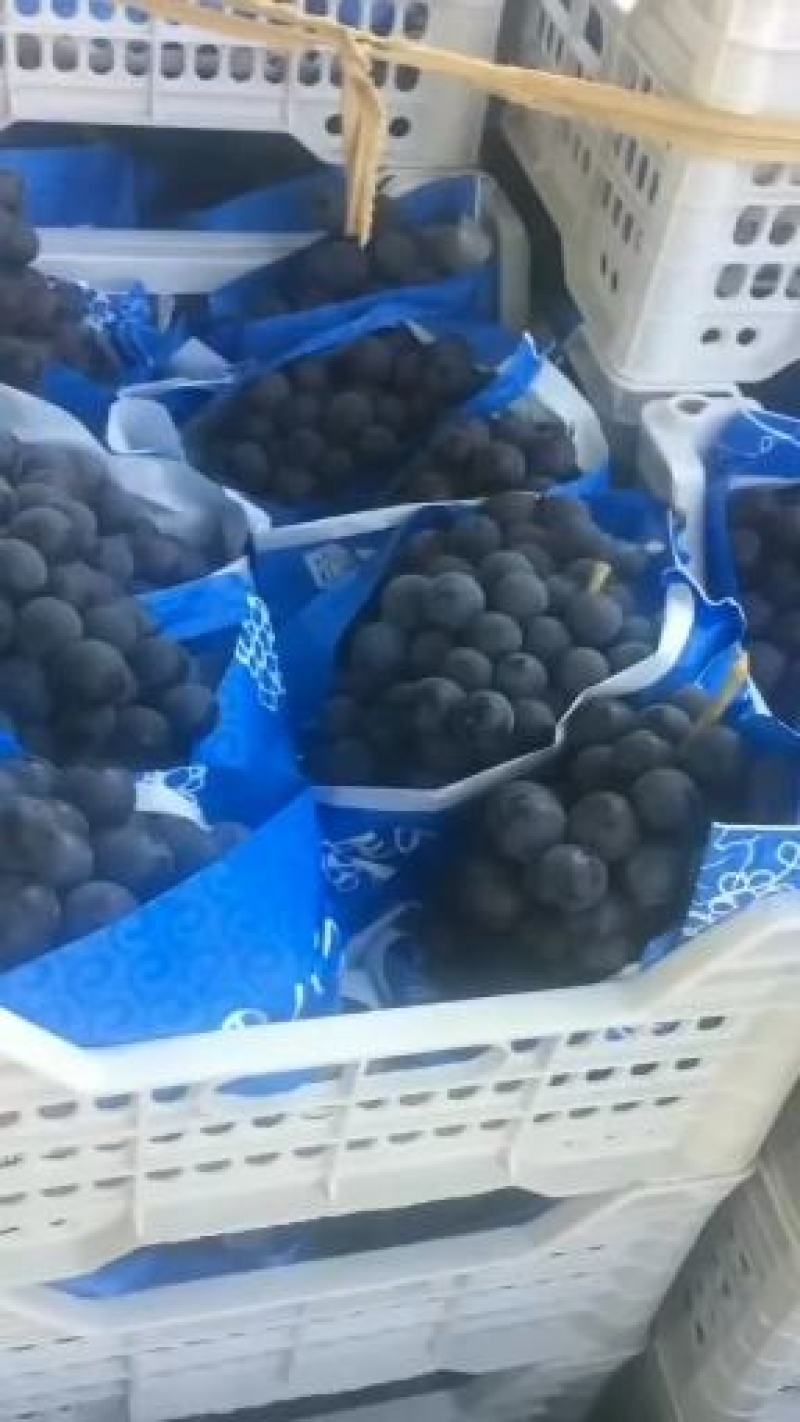 夏黑葡萄种植基地大量现货大颗粒大串甜葡萄