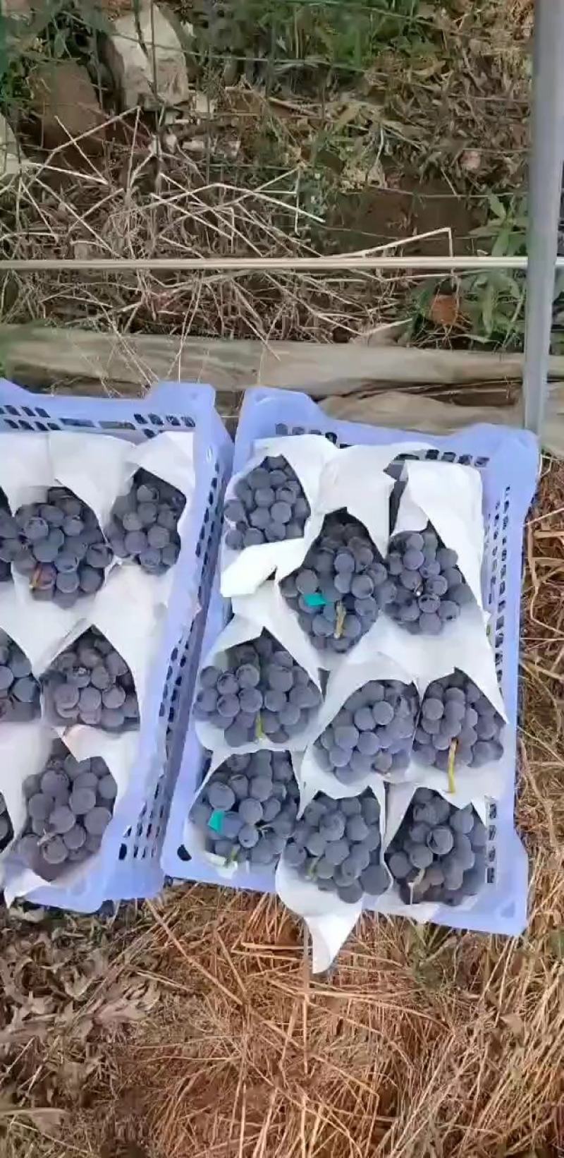 夏黑葡萄种植基地大量现货大颗粒大串甜葡萄