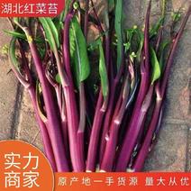 精品红菜苔菜苔红菜苔湖北红菜苔产地供应保质保量