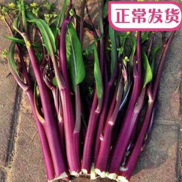 红菜苔菜苔精品红菜苔新鲜菜湖北红菜苔质量保证