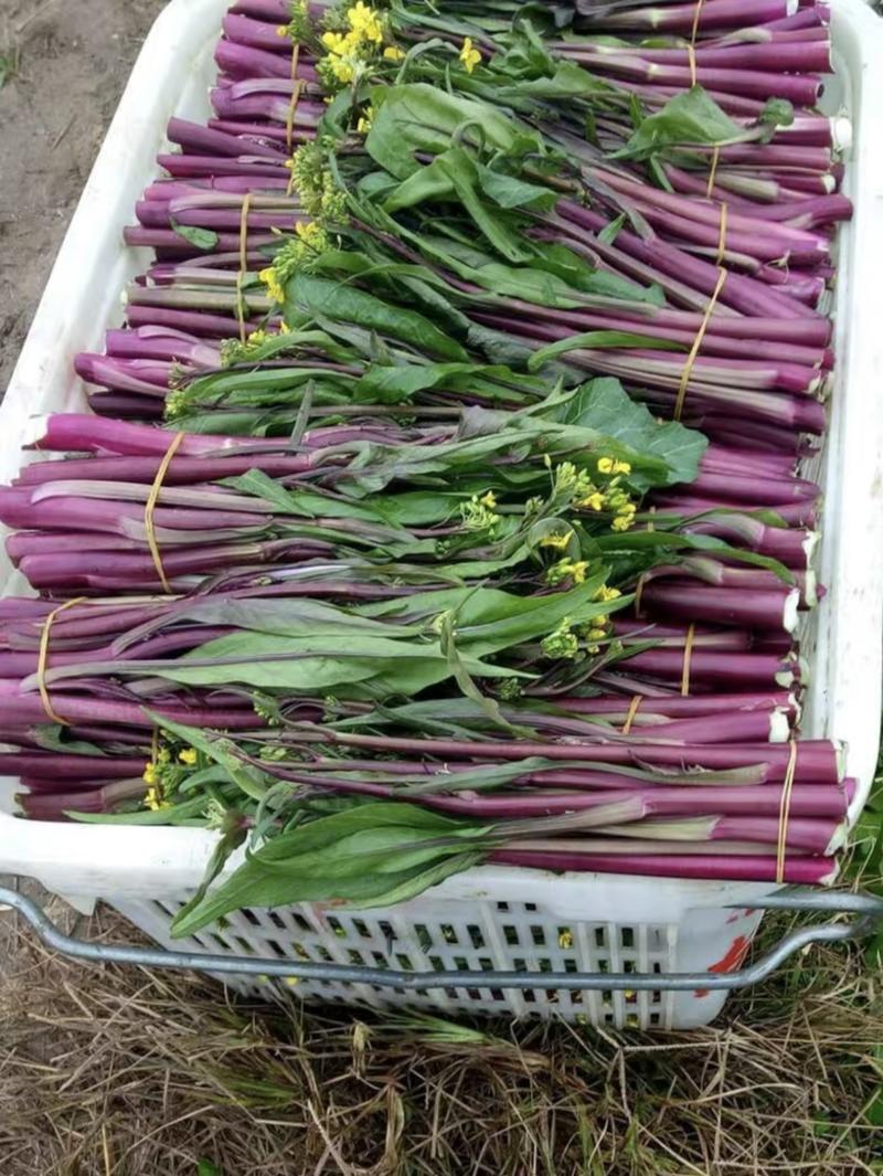 湖北红菜苔菜苔精品红菜苔可支持视频看货保质保量