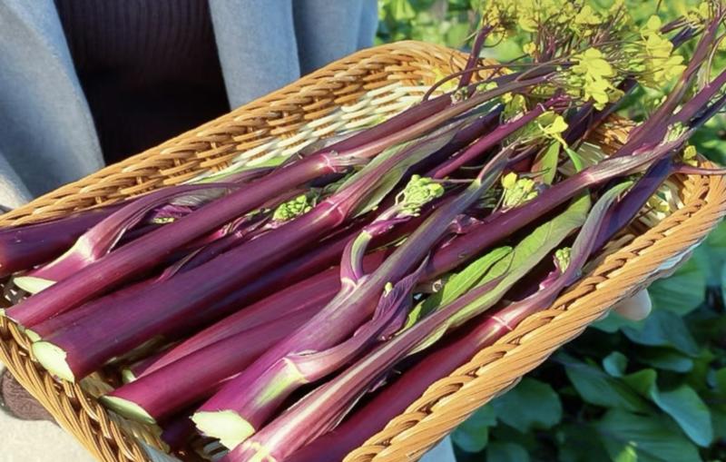 湖北红菜苔菜苔精品红菜苔可支持视频看货保质保量