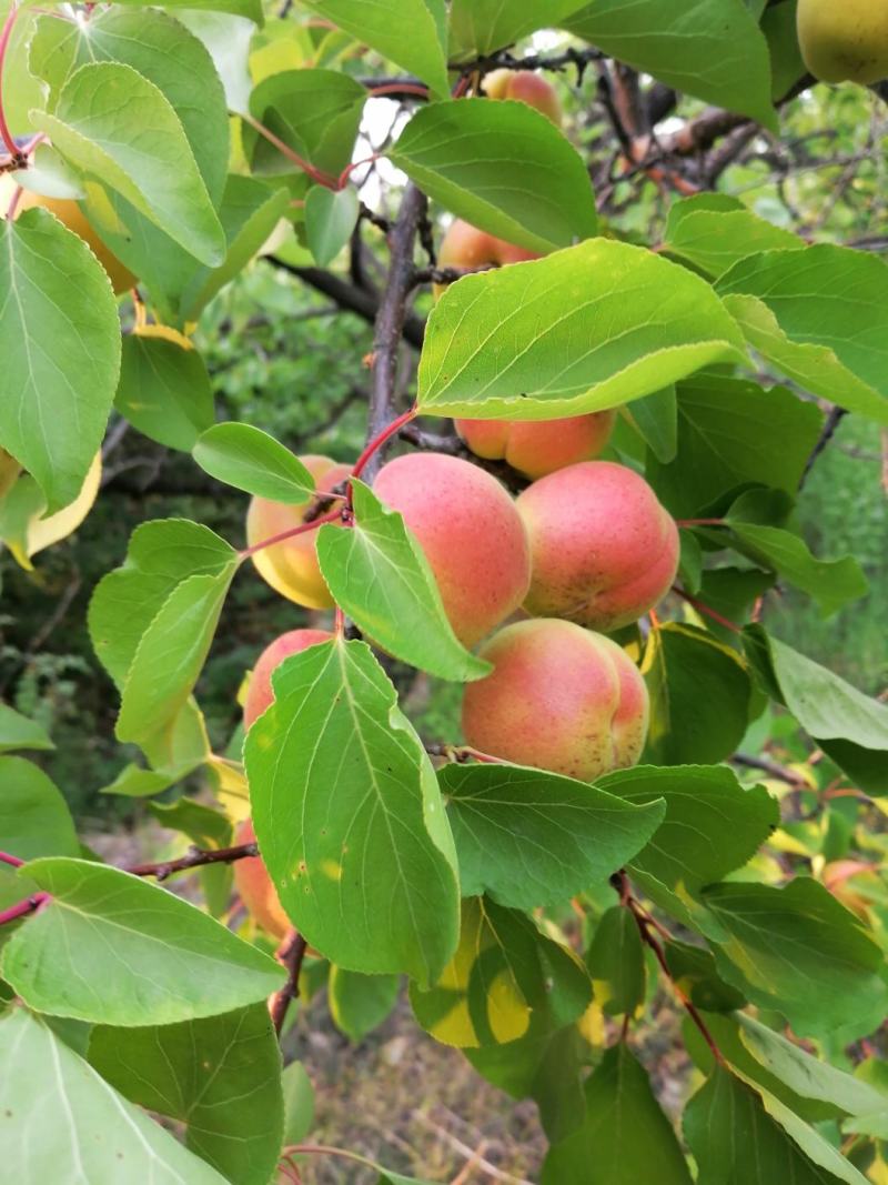 山东经典丰园红