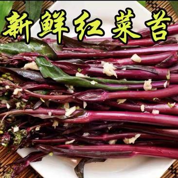 红菜苔菜苔湖北菜苔精品菜苔产地直发保质保量
