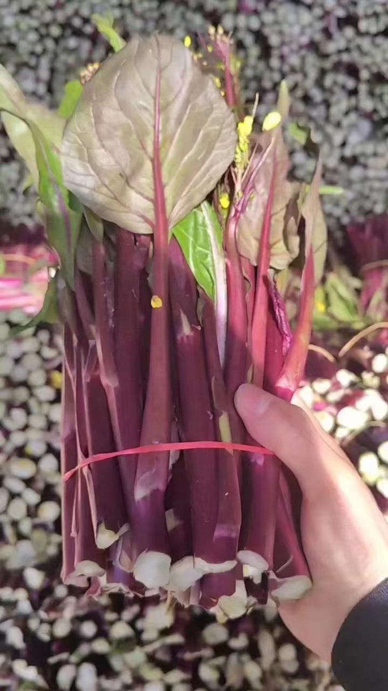 红菜苔菜苔湖北菜苔精品菜苔产地直发保质保量