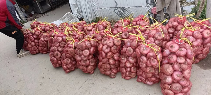 洋葱红皮洋葱江苏洋葱园洋葱扁洋葱产地供应