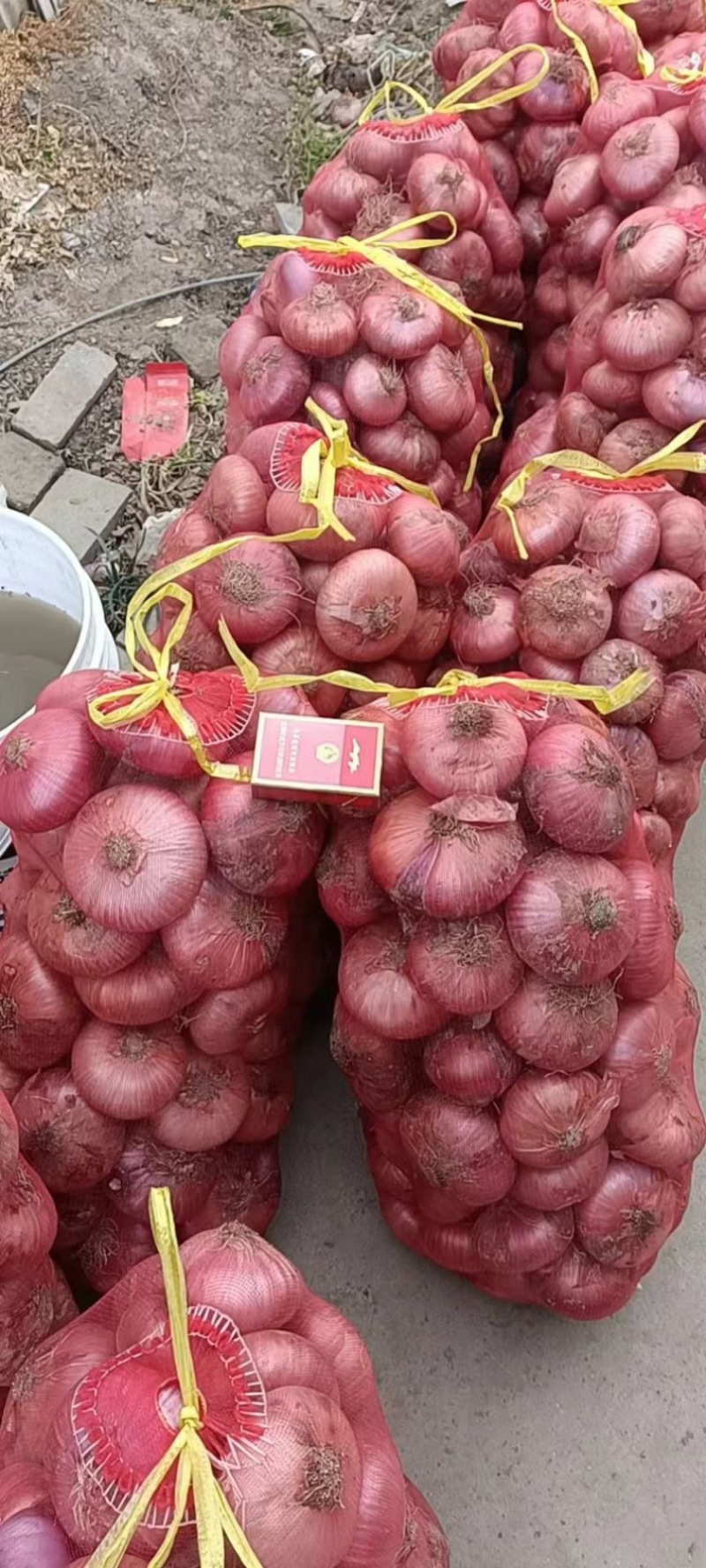 洋葱红皮洋葱江苏洋葱园洋葱扁洋葱产地供应