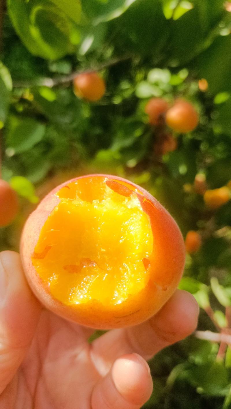 丰源红杏