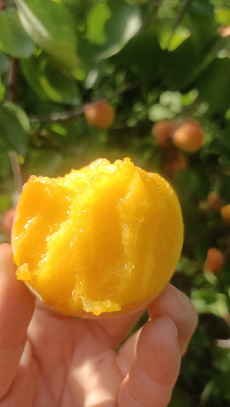 丰源红杏