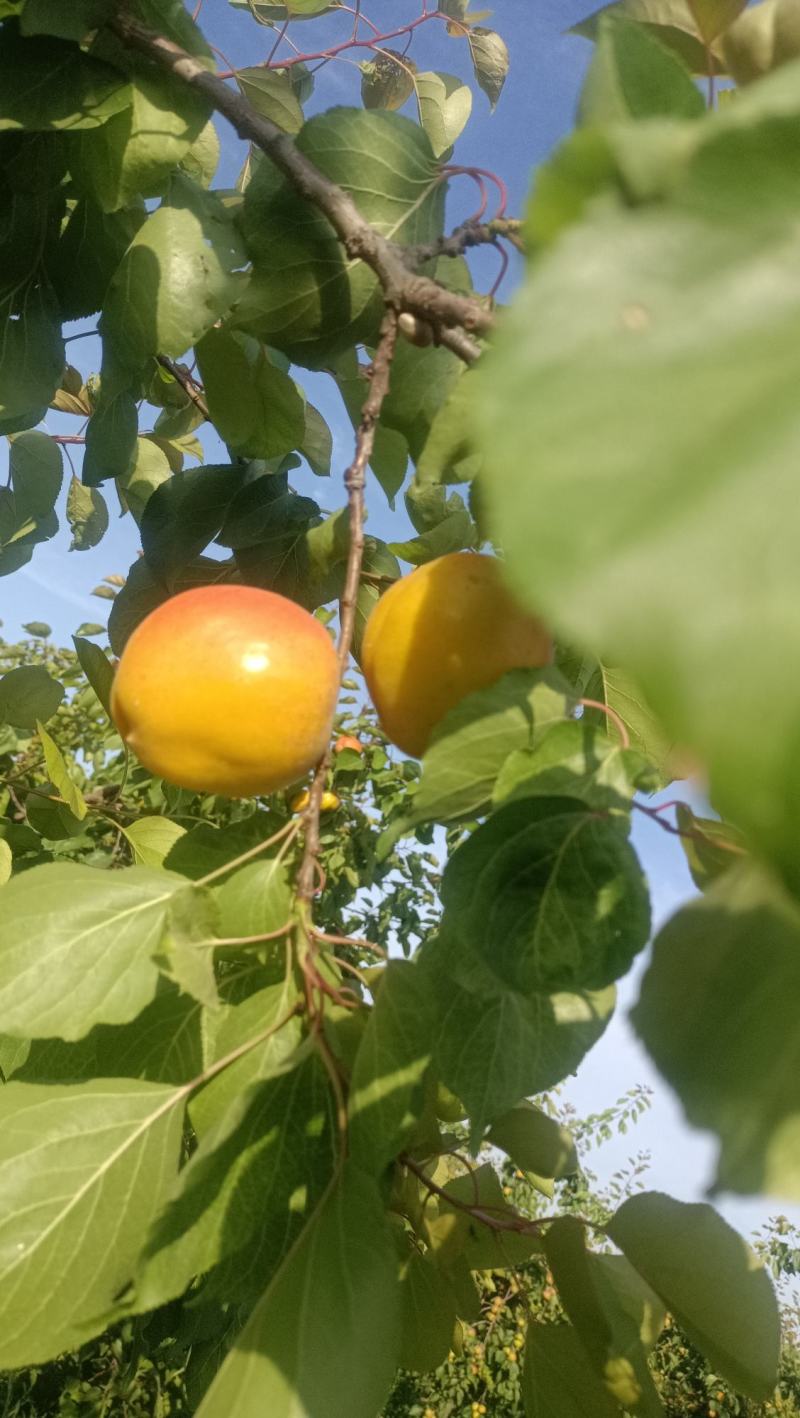 丰源红杏