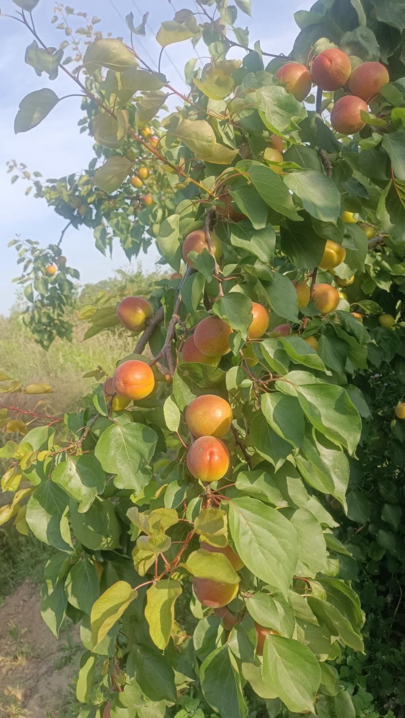 丰源红杏