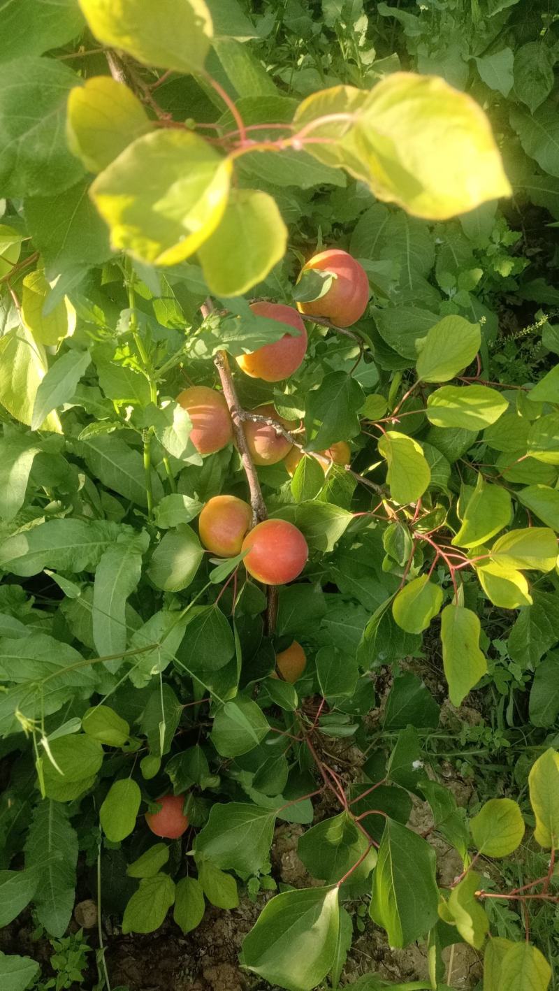 丰源红杏