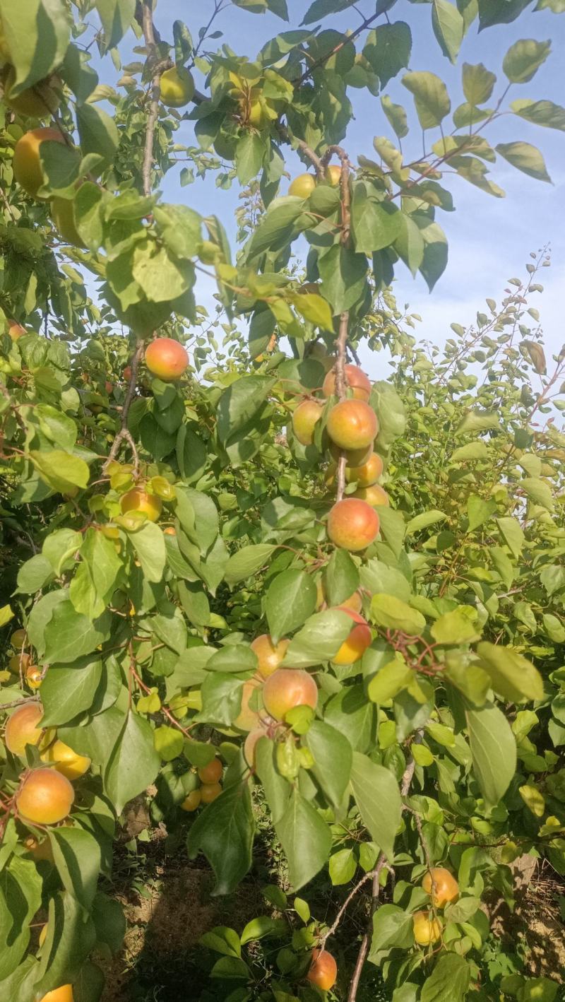 丰源红杏