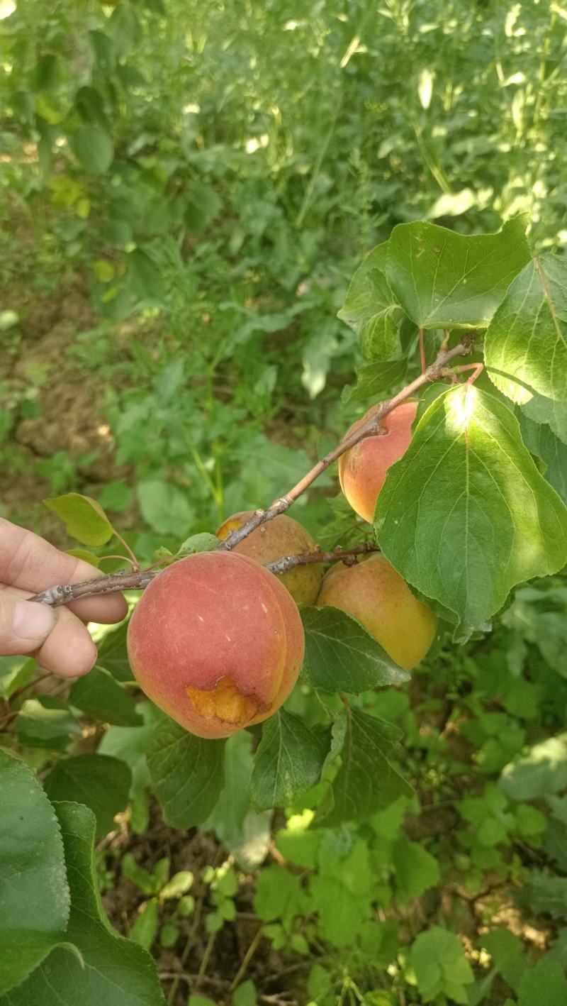 丰源红杏