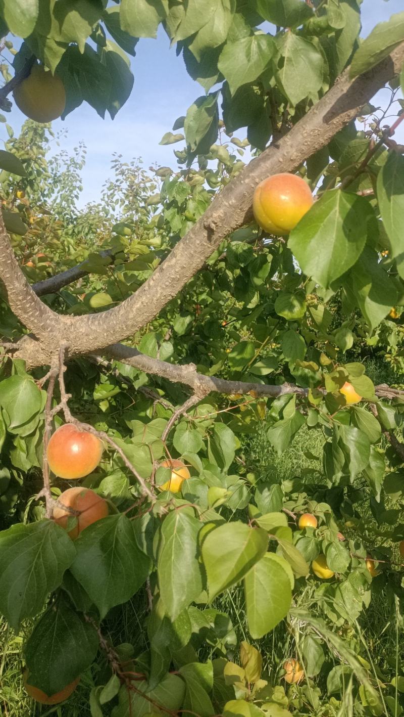 丰源红杏