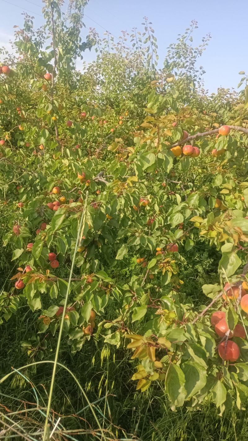 丰源红杏