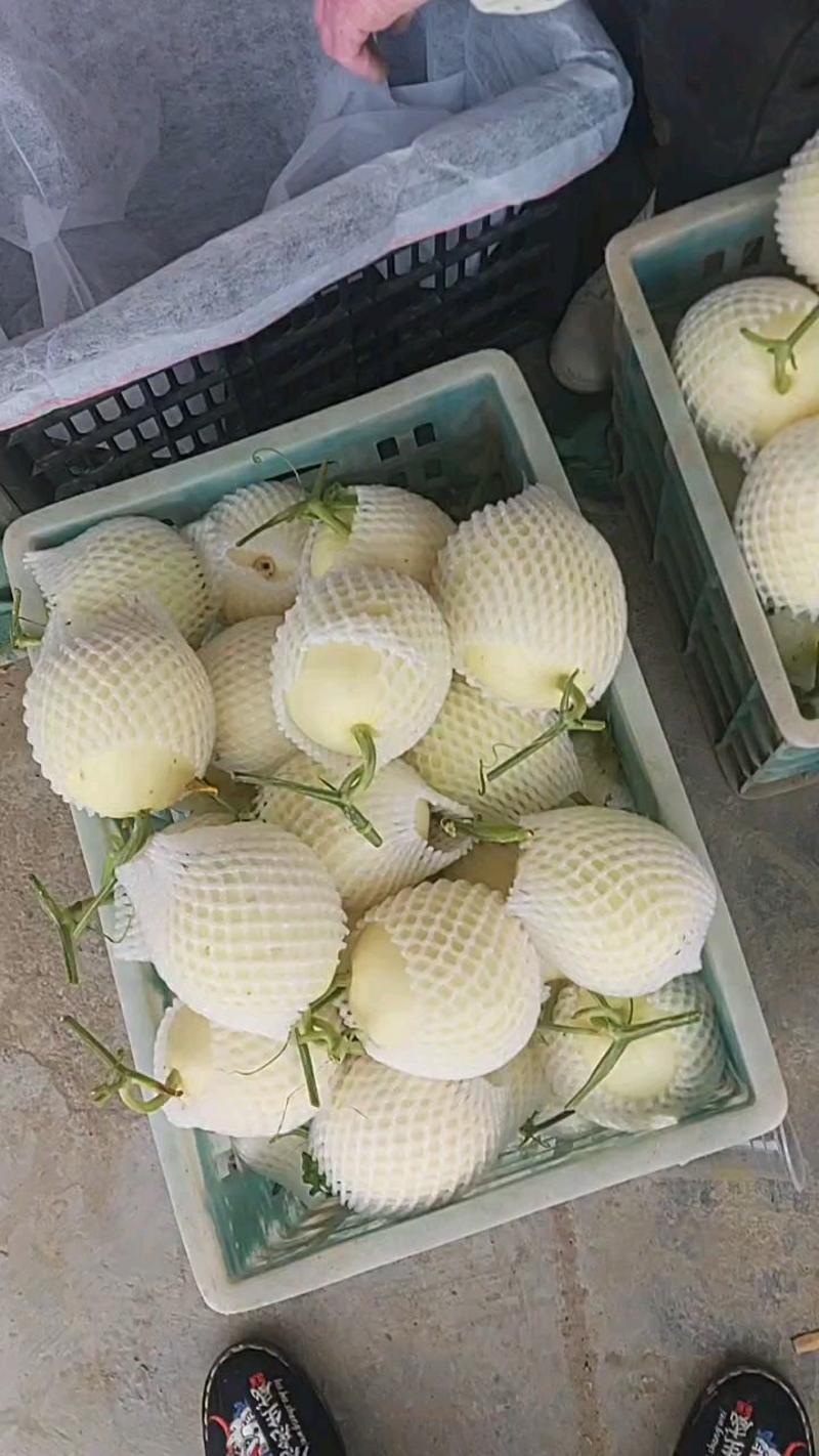 安徽白糖罐，翠梨甜瓜大量出售，提供包装一条龙服务