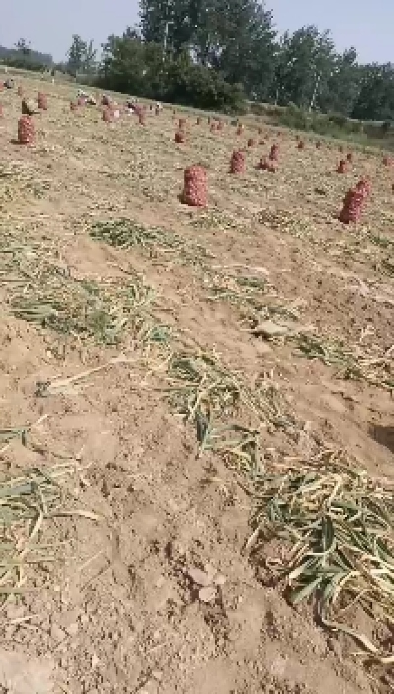 大量供应紫皮鲜蒜，价格不高，欢迎各位老板前来考察洽谈
