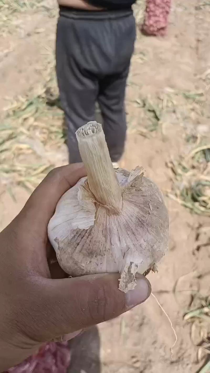 大量供应紫皮鲜蒜，价格不高，欢迎各位老板前来考察洽谈