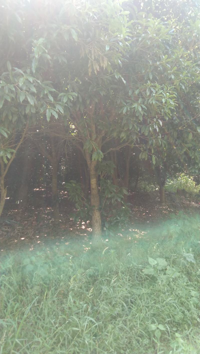 桂花树，金桂