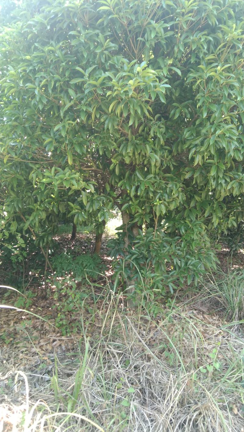 桂花树，金桂