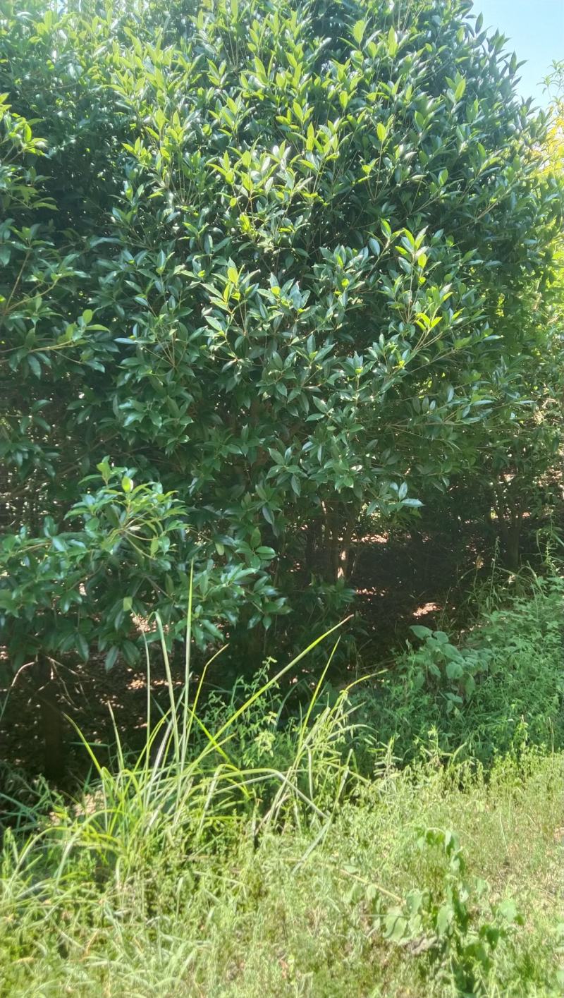 桂花树，金桂