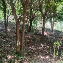 桂花树，金桂