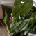 见血清，四川发货