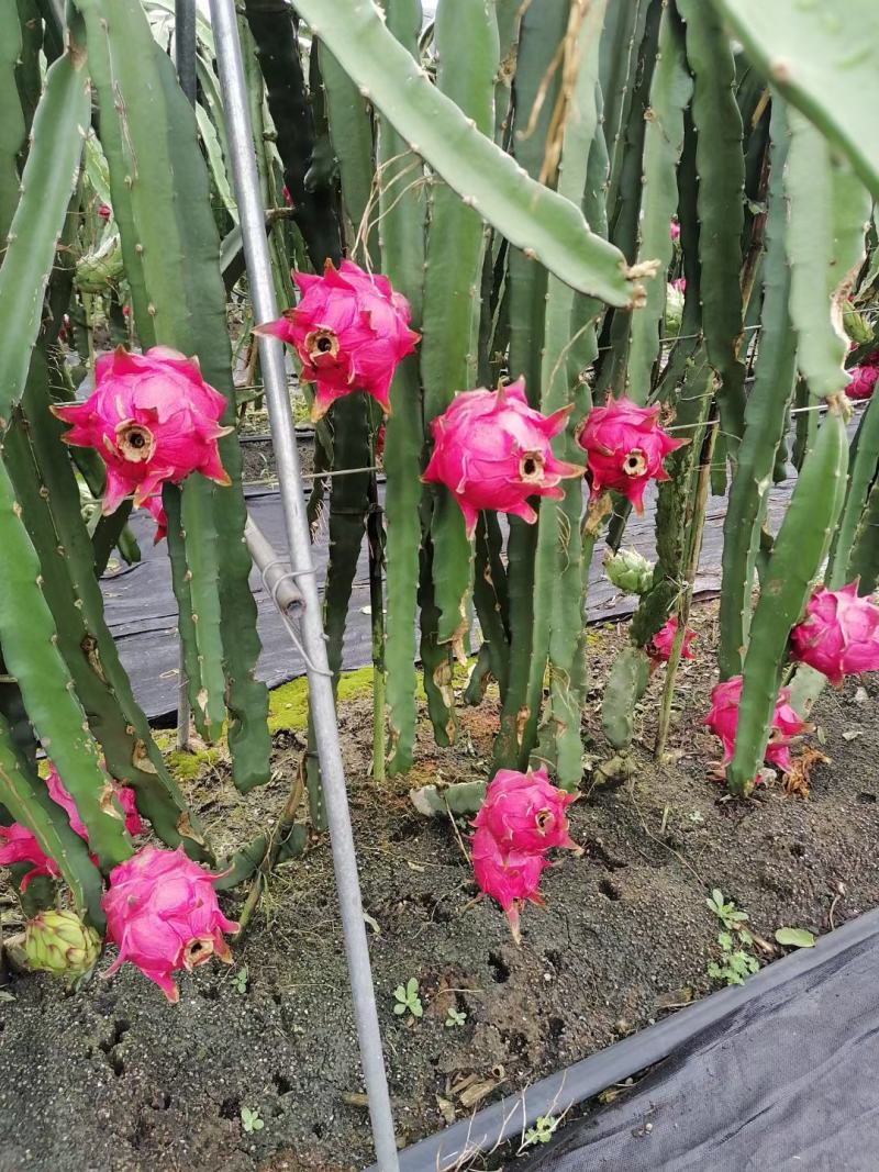广西崇左龙州县红心火龙果大量上市中，欢迎各位老板