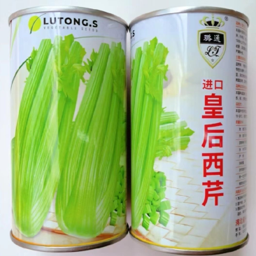 皇后西芹芹菜种子基地专用