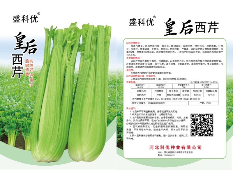 皇后西芹芹菜种子基地专用