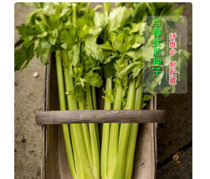 皇后西芹芹菜种子基地专用