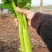 皇后西芹芹菜种子基地专用