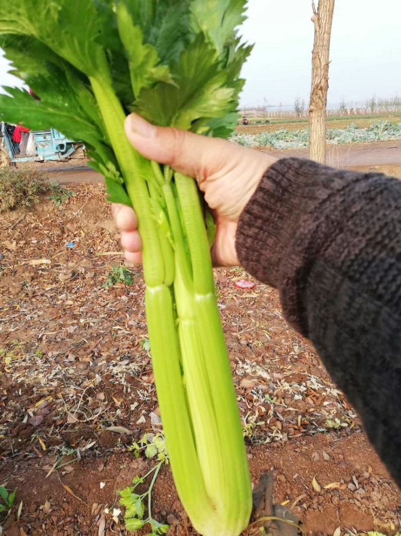 皇后西芹芹菜种子基地专用