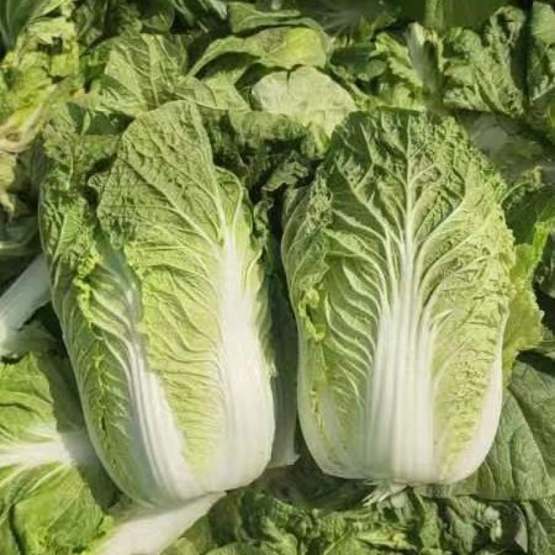 河北白菜春季黄心大白菜商超市场可供产地直发