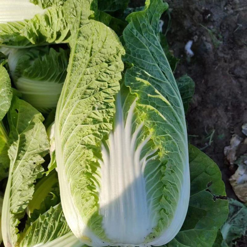 牛张家口黄心白菜净重4-6斤无虫眼无烧心产地直发