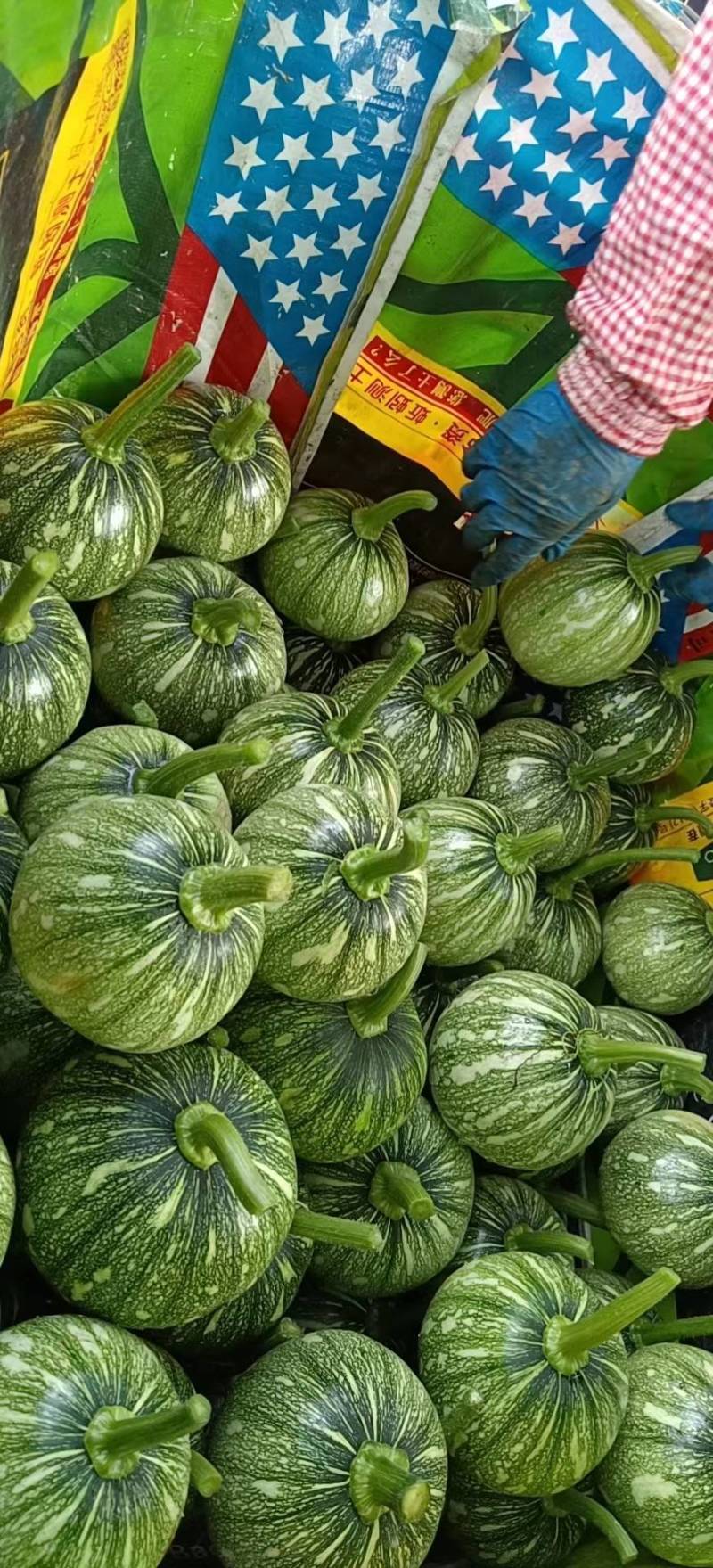 新型黄肉菜用南瓜小青铃南瓜较早熟瓜多较抗病
