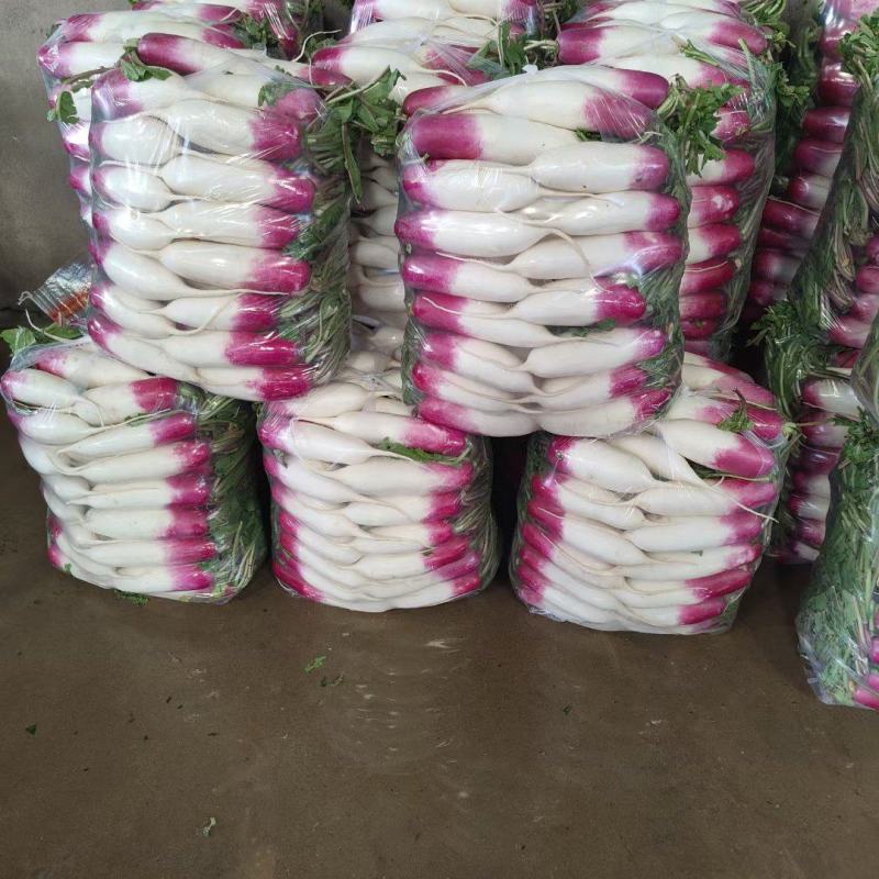 【伟东菜业】花叶萝卜大量上市，全国发货现货欢迎咨询