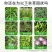 玉米地除草专用剂玉米苗后除草剂硝磺莠去津农药型不伤玉